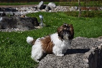 Étalon Shih Tzu - Chanel The Royal Shih Tzu Garden