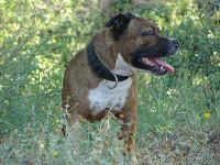 Étalon Staffordshire Bull Terrier - Heir of budstaff De karysha