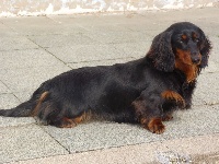 Étalon Teckel poil long - Janet d'Hollywood compagnie