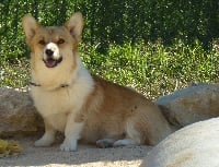 Étalon Welsh Corgi Pembroke - Javotte Des Graines De Menhir