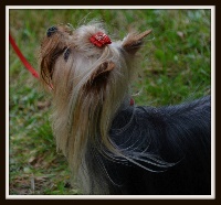 Étalon Yorkshire Terrier - Jiacomo Du pave de varennes