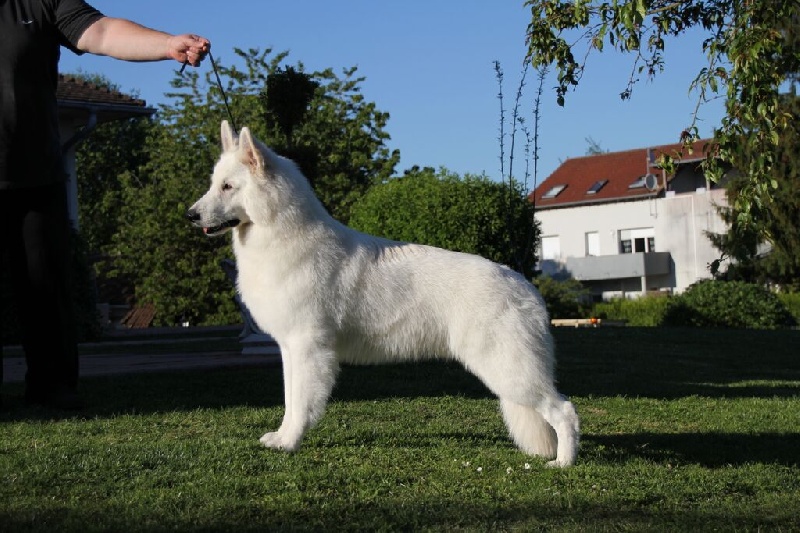 Publication : Du royaume des crocs blancs Auteur : bouschbacher francoise