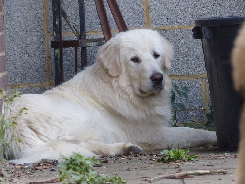 Publication : Du Gardien De Velana