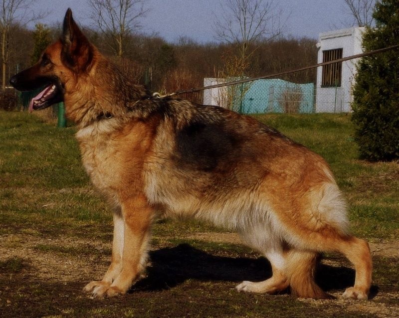 Publication : Du Clos De La Chanson Auteur : Hamid