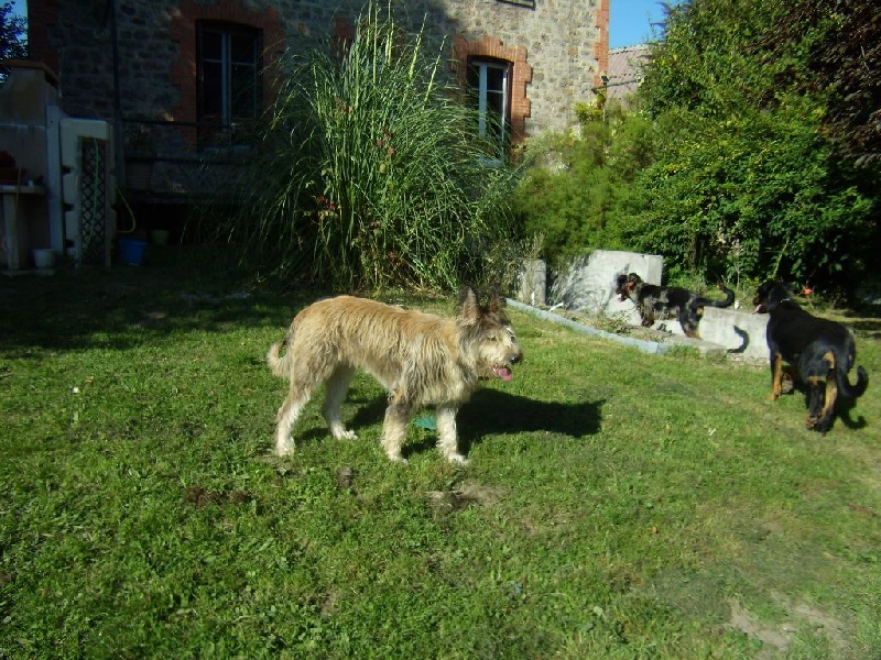 Publication : des Loups de Tannenwald Auteur : Elevage des Loups de Tanenwald