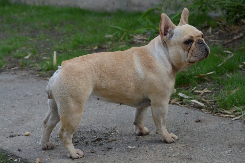 Publication : Des Petits Frenchies