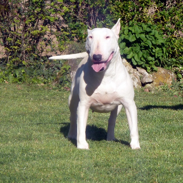 Publication : des Guerriers Occitans 