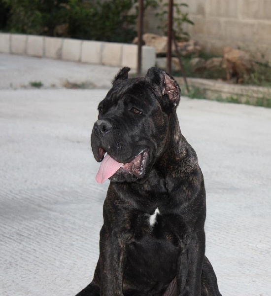 Publication : Dei Molossi Aretusei