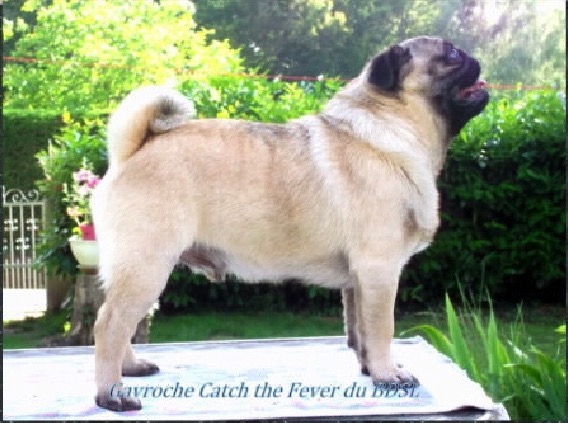 CH. Gavroche catch the fever du Bouddha du soleil levant