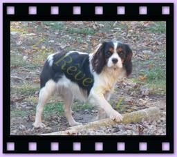 Publication : du reve d'Ady