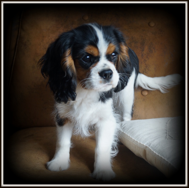 Publication : des cavaliers de cecvan Auteur : Claudie Cecchet