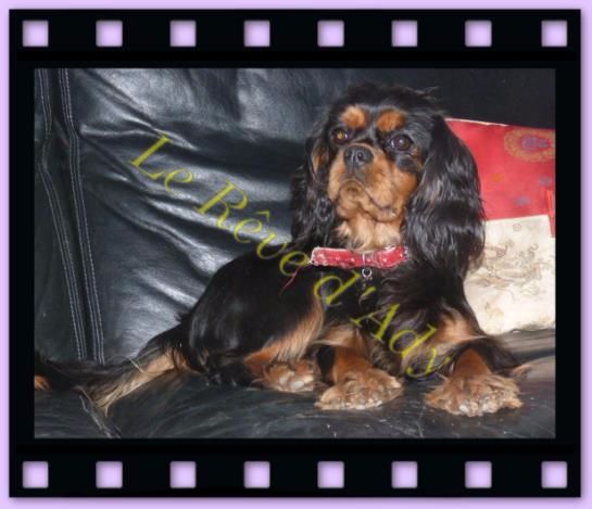 Publication : du reve d'Ady Auteur : faucher géraldine