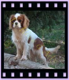 Publication : du reve d'Ady