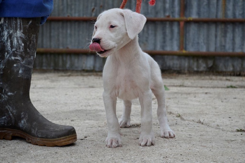 Publication : De La Casa Vanelle Auteur : VANELLE FLORENT