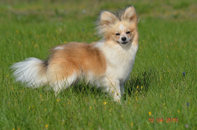 Publication : des Plaines Du Minervois Auteur : Lauret