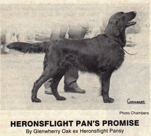 CH. Heronsflight Pan's promise