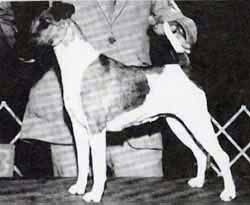 CH. Foxmoor One tuff cookie