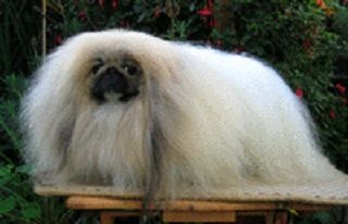 nosredna Phar from frosty (bis winner)