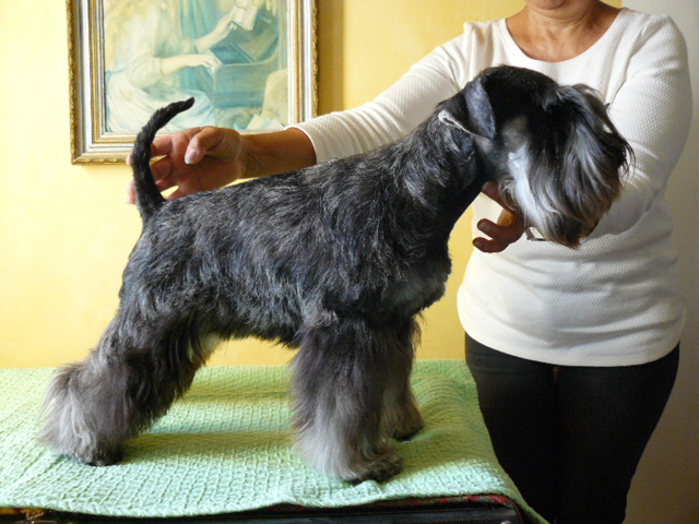 Louna De la trevaresse des lauves