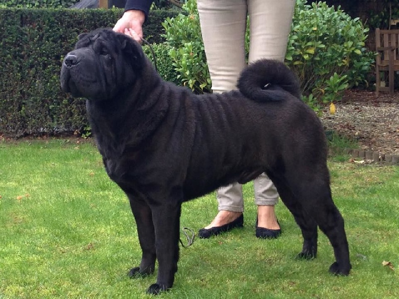 CH. full of fire's Tonight is the night buzz