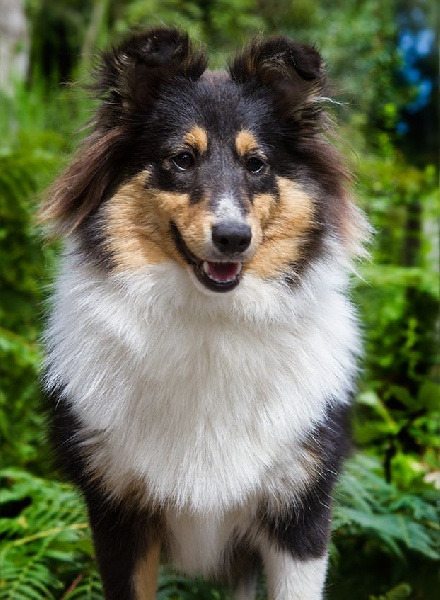 Publication : De La Vallée De L'Orégon