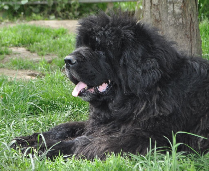 Forever de la plaine abyssale