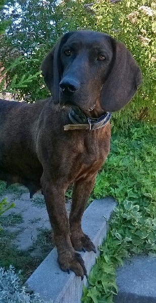 Publication : de la bergeraine Auteur : Estelle DI MARCO