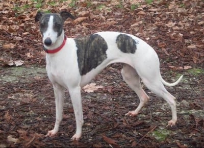 Étalon Whippet - Hermione (dite hedelweiss) von Hoëhenzoller