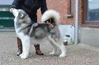 Étalon Alaskan Malamute - kinuk's Just a dream