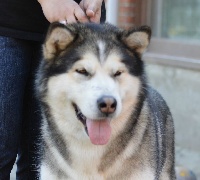 Étalon Alaskan Malamute - kinuk's Last call