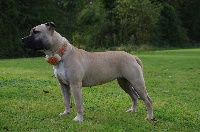 Étalon American Staffordshire Terrier - Jewel highlander queen de Paco Original's Staff
