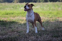 Étalon American Staffordshire Terrier - Gessie du temple de Gaïa