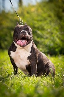 Étalon American Staffordshire Terrier - I'm legend black tide de Dog's Man Crew