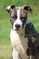 Étalon American Staffordshire Terrier - June brindle legacy from Panther Of Stafford