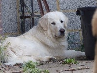 Étalon Berger Yougoslave de Charplanina - Nox Du Gardien De Velana