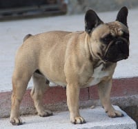 TN200_chiens-Bouledogue-francais-85aa7c47-390e-e914-616b-d4fd759fc75d.jpg