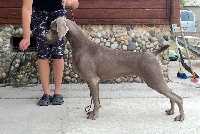 Étalon Braque de Weimar - CH. Only you el Bosque de Lugh