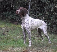 Étalon Braque français, type Pyrenees (petite taille) - Gessy de La Balingue