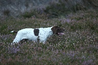 Étalon Braque français, type Pyrenees (petite taille) - Iness du domaine de st louis