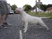 Étalon Bull Terrier - Kahlgazel Jawaad