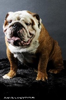 Étalon Bulldog Anglais - Lord Of The Sofa Impérial bonaparte
