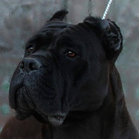 Étalon Cane Corso - CH. Sekhmet Dei Molossi Aretusei