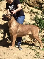 Étalon Cane Corso - Tuscany Degli elmi