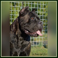 Étalon Cane Corso - Van damme Degli elmi