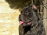 Étalon Cane Corso - Hydra dell'Antiqua Apulia