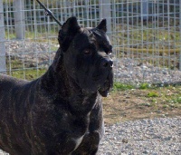 Étalon Cane Corso - Perseo Degli elmi