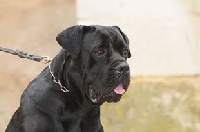 Étalon Cane Corso - Alyssa (Sans Affixe)
