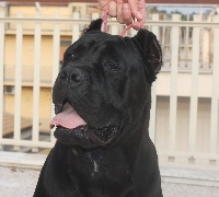 Étalon Cane Corso - Arig Dei Molossi Aretusei