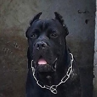 Étalon Cane Corso - Caligola Dei Molossi Aretusei