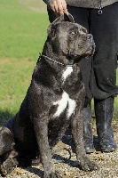Étalon Cane Corso - Hillary Degli elmi